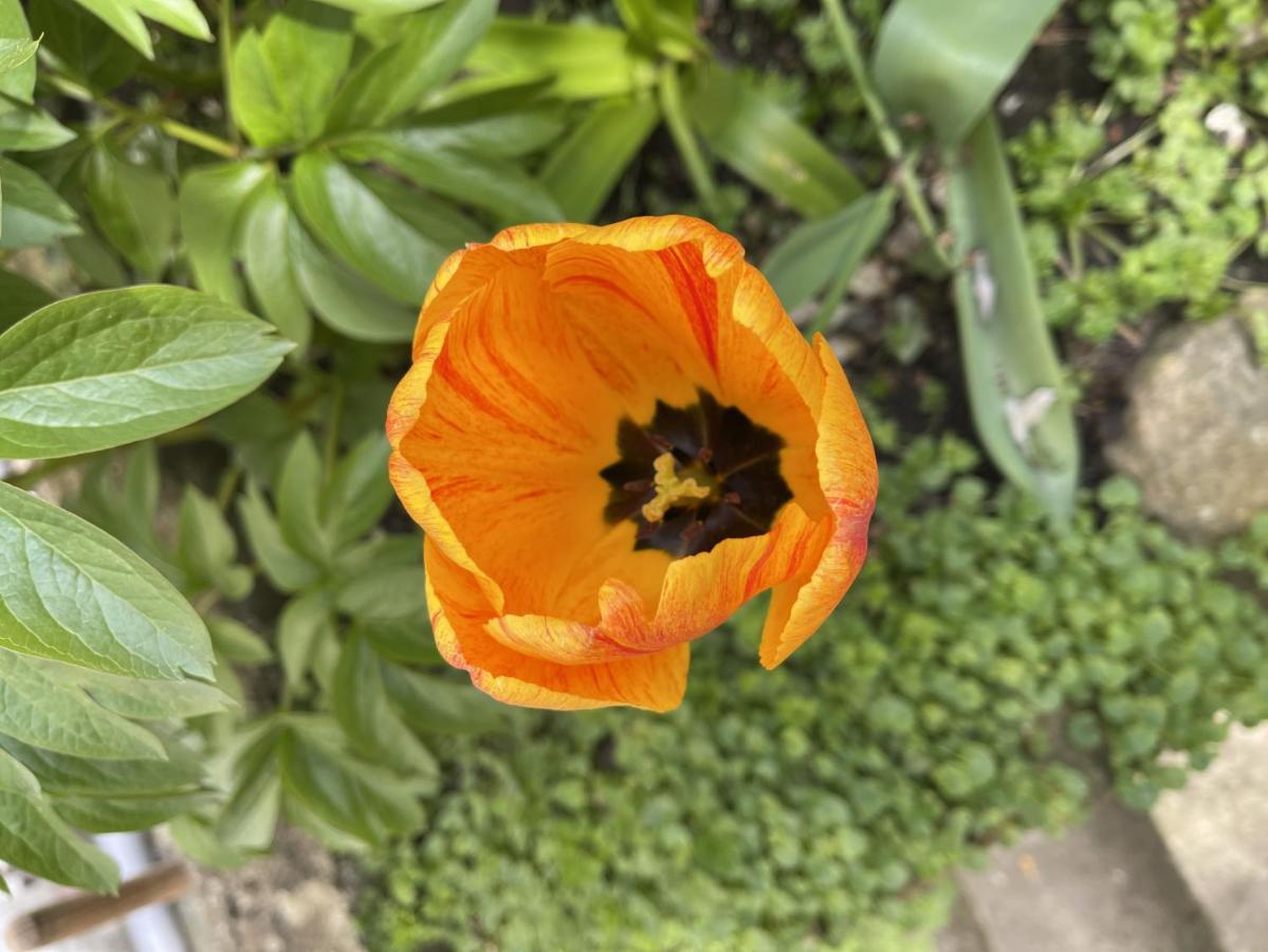 Au Jardin De La Basilique Lägenhet Boulogne-sur-Mer Exteriör bild