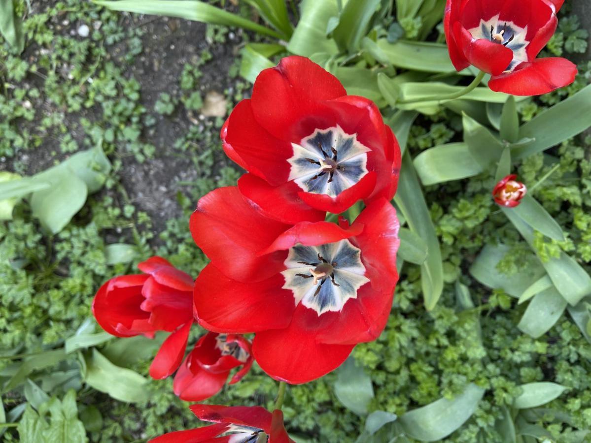 Au Jardin De La Basilique Lägenhet Boulogne-sur-Mer Exteriör bild